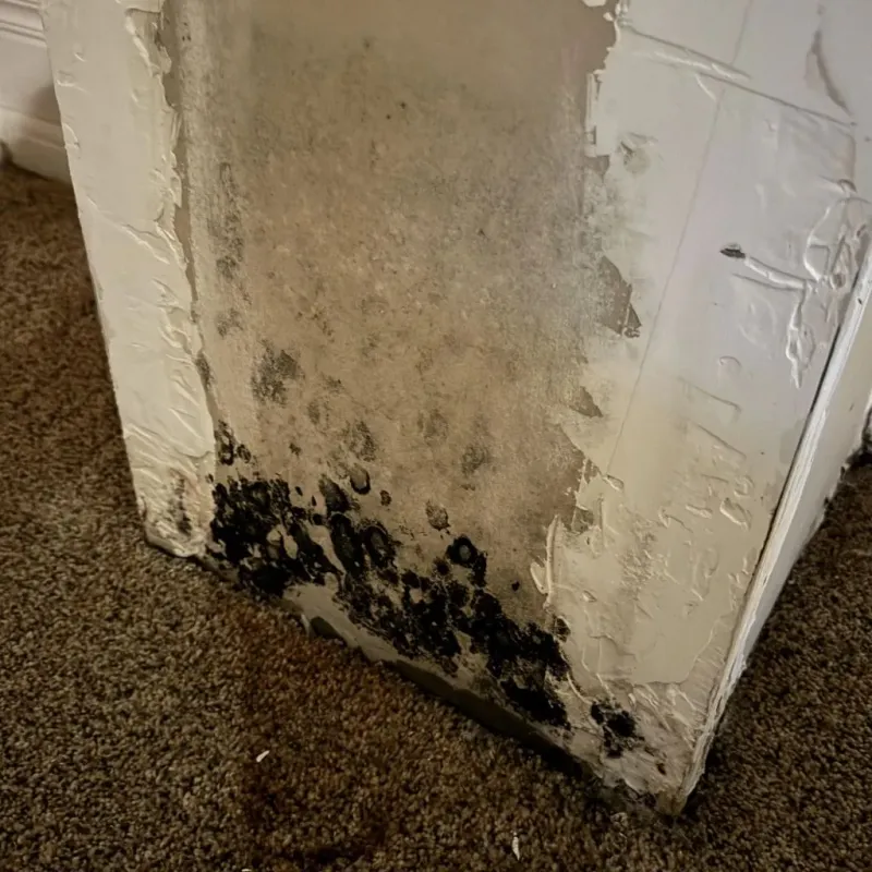 Professional Mold Removal in Fairport, NY